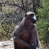 "Chacma Baboon" Kruger National Park, South Africa